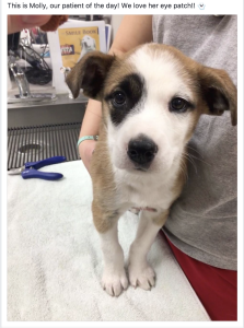 Puppy of the Day
